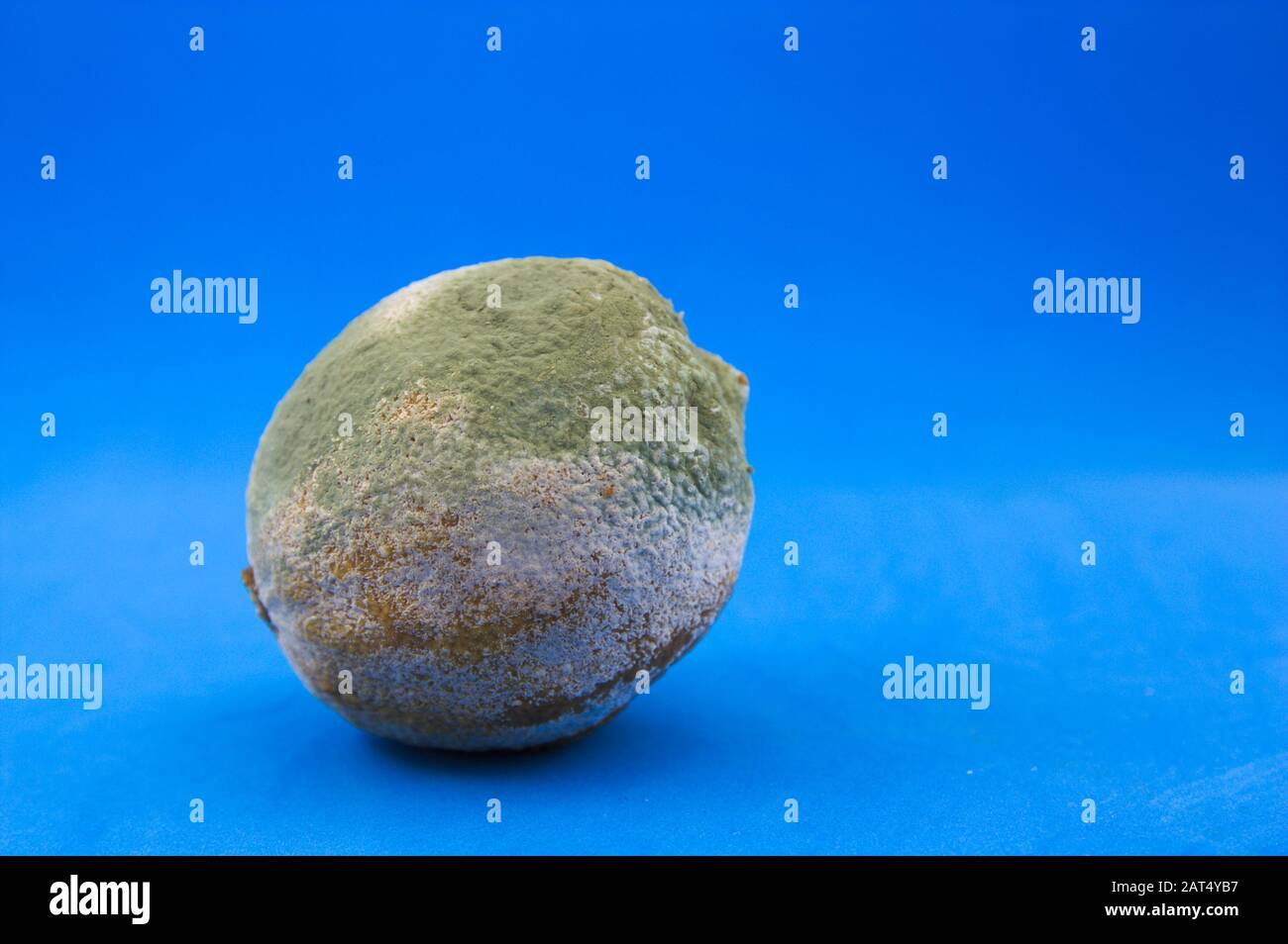 Gros plan d'un citron complètement rempli de moisissure sur une surface bleue et arrière-plan. Dans l'image, il y a de l'espace pour les textes et les graphiques, l'espace de copie. Banque D'Images