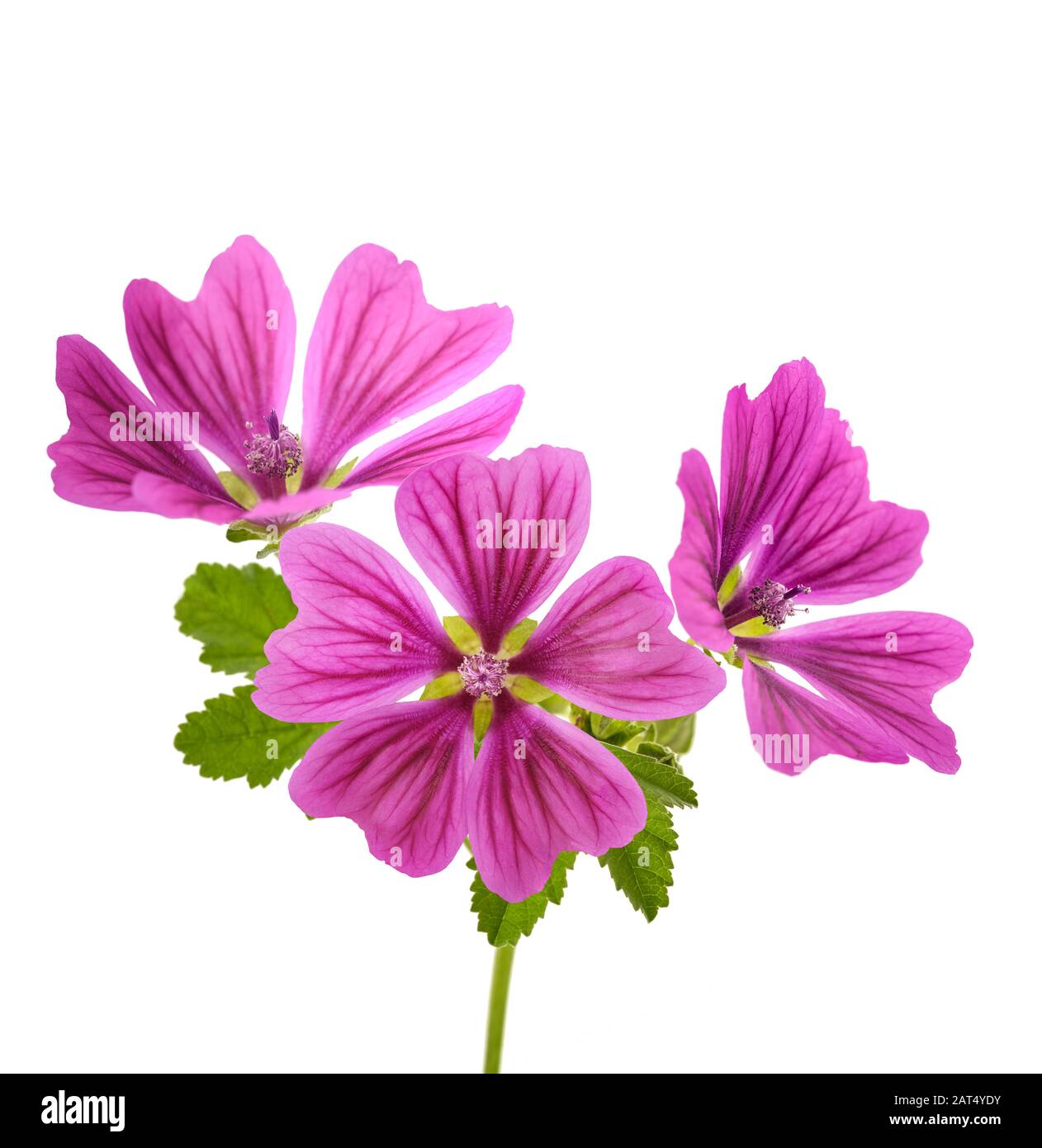 Plante de Maud avec fleurs isolées sur fond blanc Banque D'Images