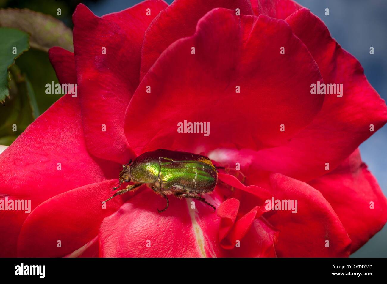Un coléoptère vert 'Rose Chafer' (Cetonia aurata) sur une rose de jardin rouge. Les frottements de roses vivent sur des roses et les adultes mangent des fleurs et du pollen. Banque D'Images