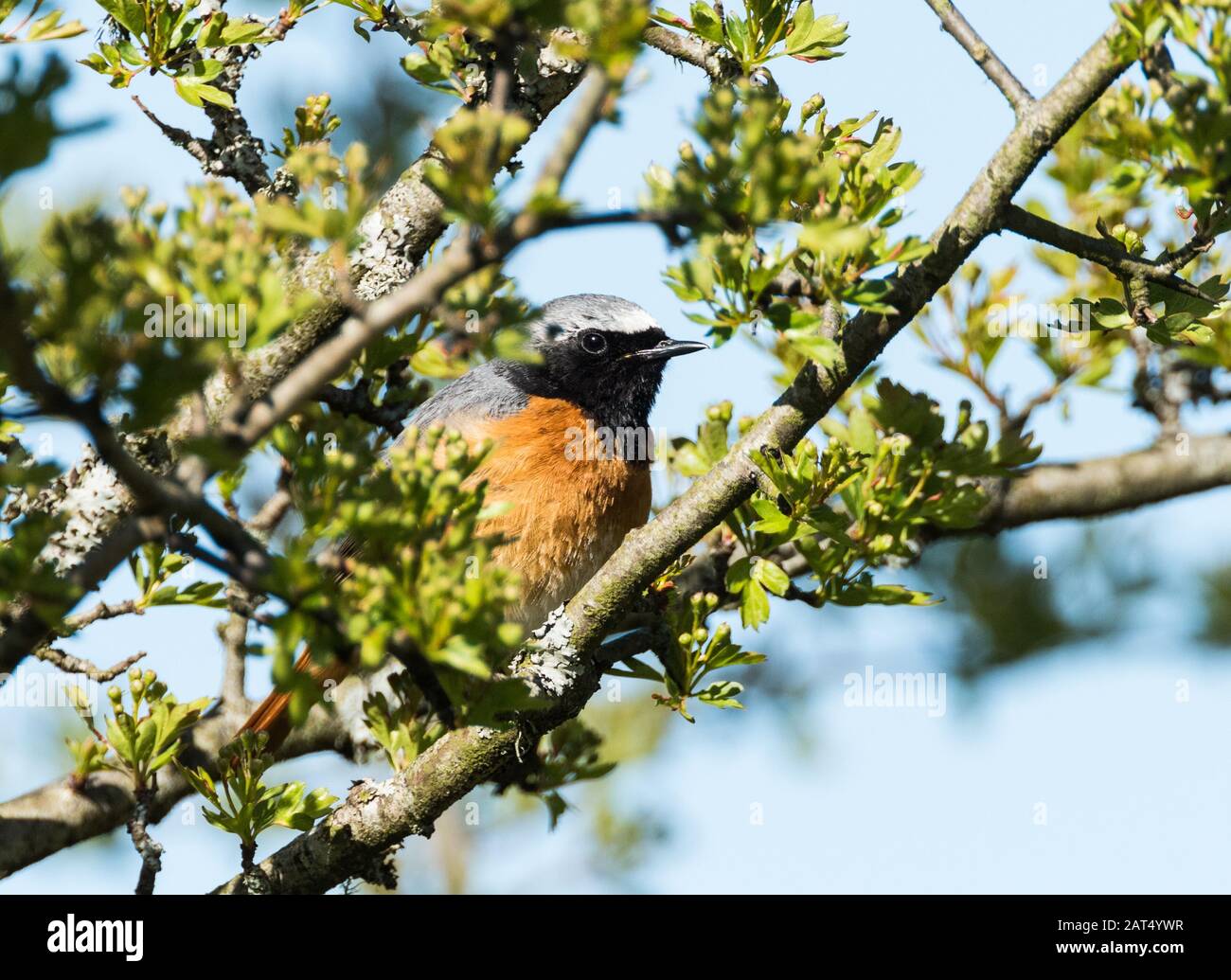 Redstart dans le buisson d'aubépine Banque D'Images