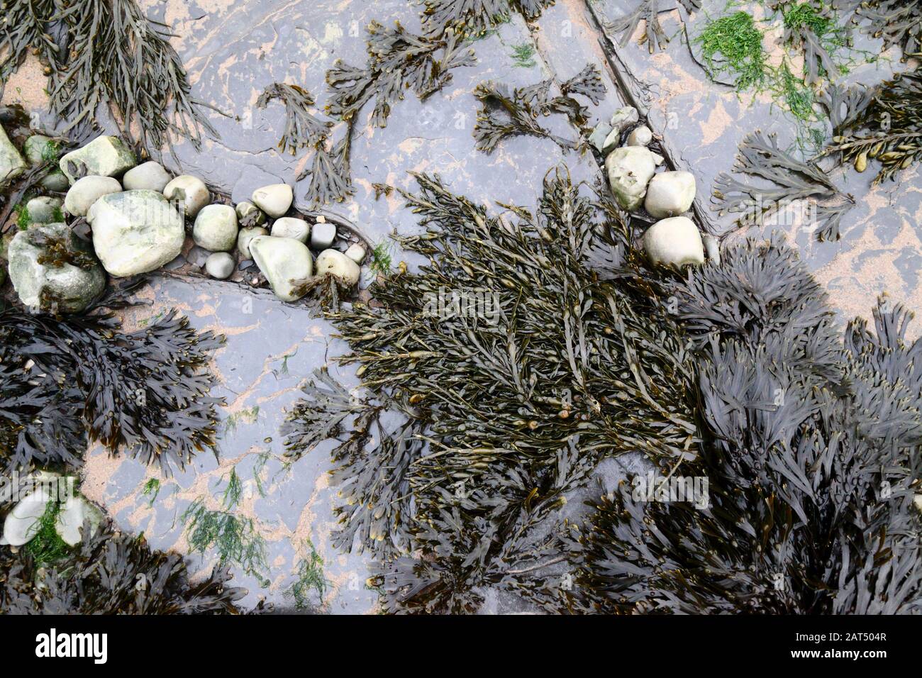 Algues en casiers à vessie (Fucus vesiculosus) poussant dans des clints de pavé calcaire sur les estran à Lavernock point, South Glamourgan, Pays de Galles, Royaume-Uni Banque D'Images