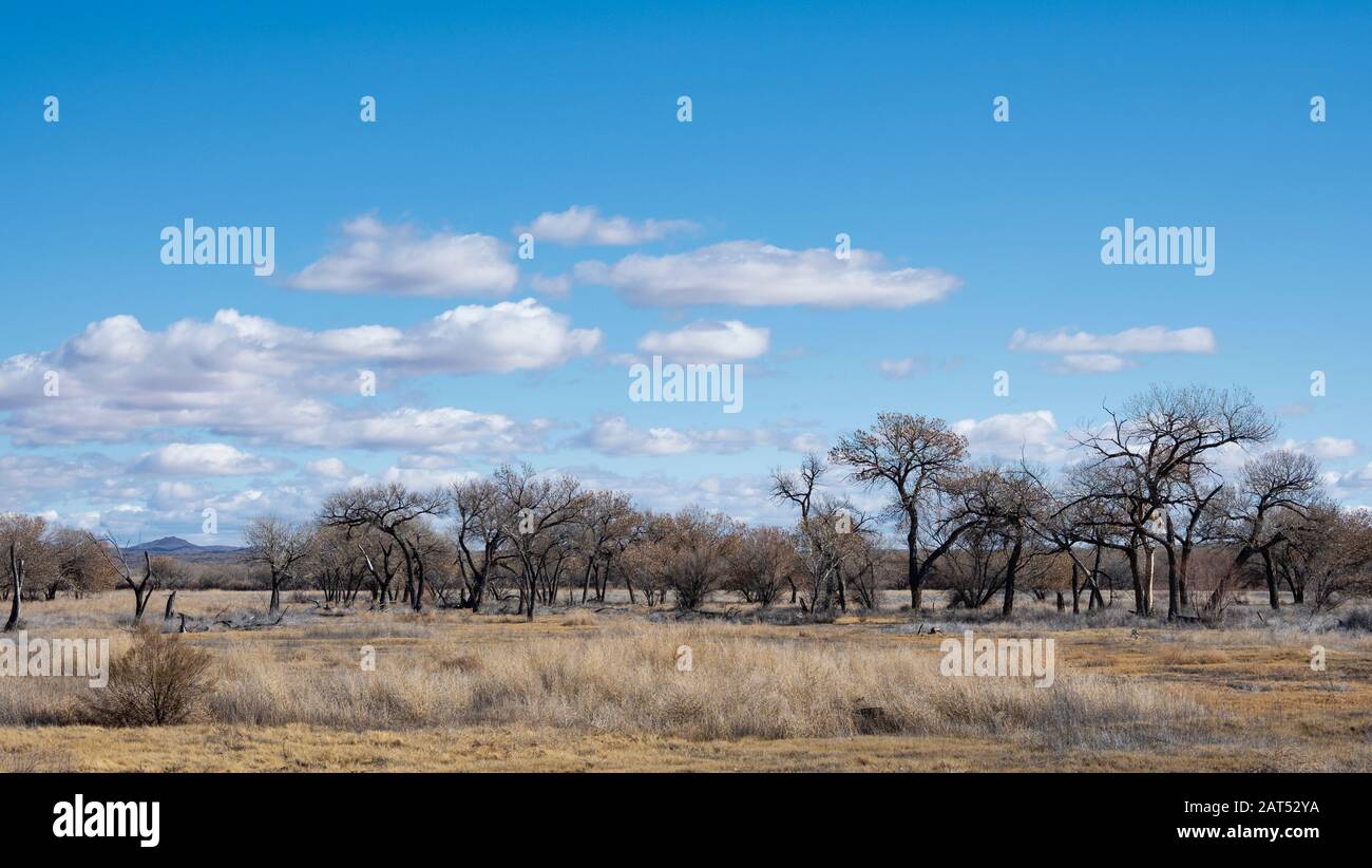 Paysage pittoresque de la réserve naturelle nationale de Bosque del Apache au Nouveau-Mexique. Banque D'Images