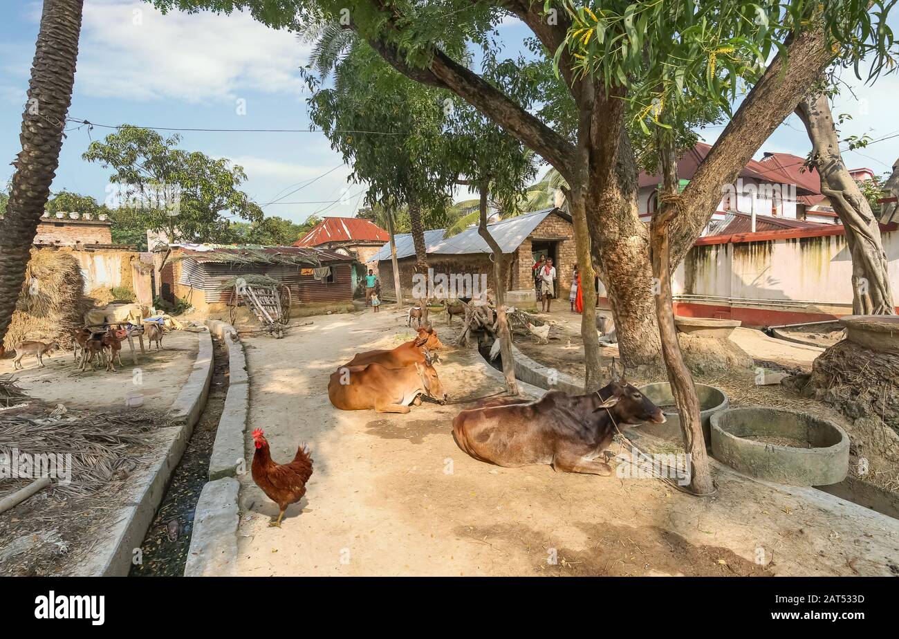Village rural indien avec vue sur les huttes de maisons de boue et le bétail de village dans un village tribal du Bengale occidental, en Inde Banque D'Images