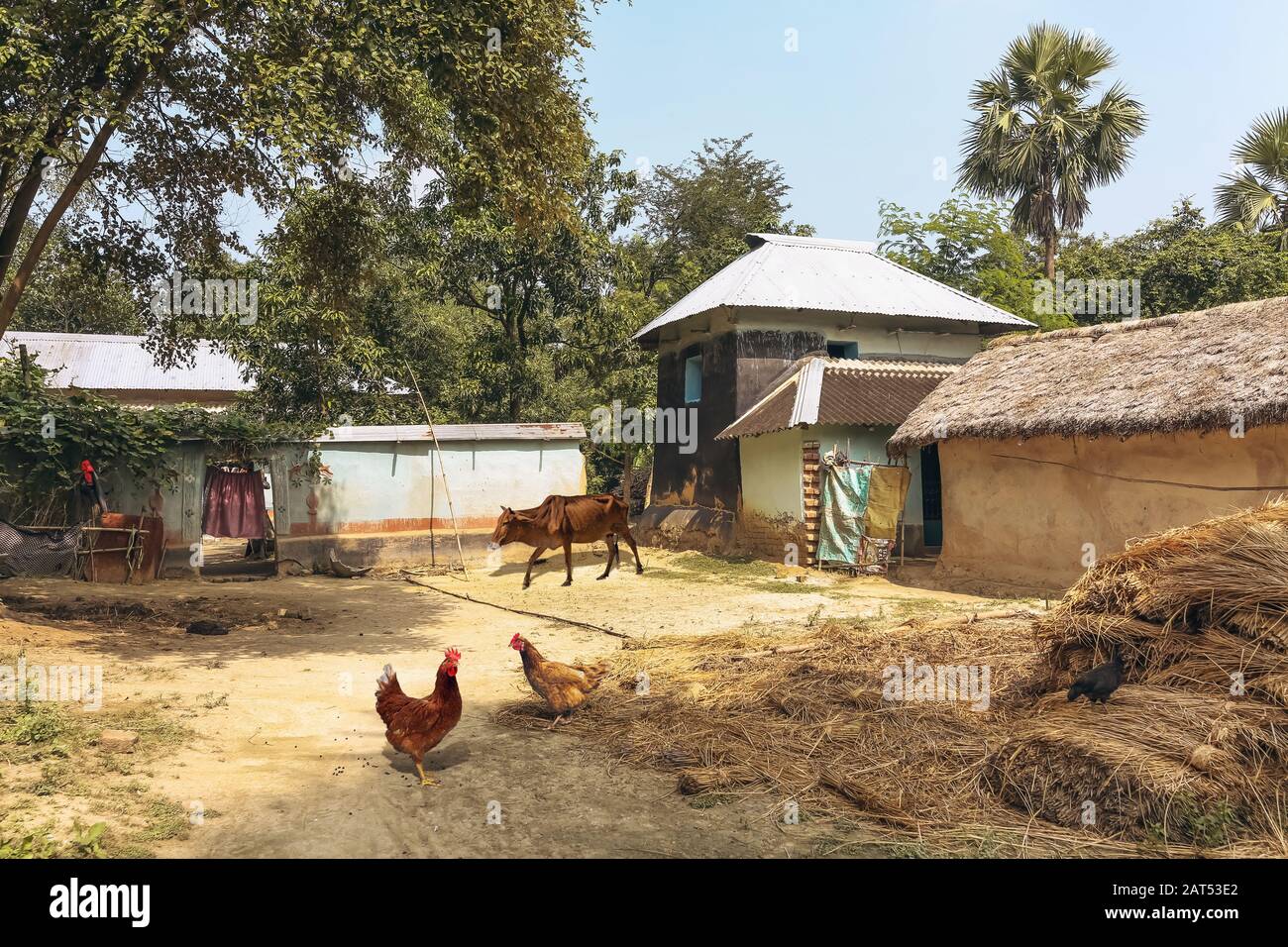 Village rural indien avec vue sur les huttes de maisons de boue et le bétail de village dans un village tribal du Bengale occidental, en Inde Banque D'Images