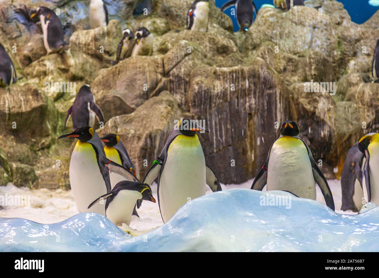 Penguin Real Banque D Image Et Photos Alamy