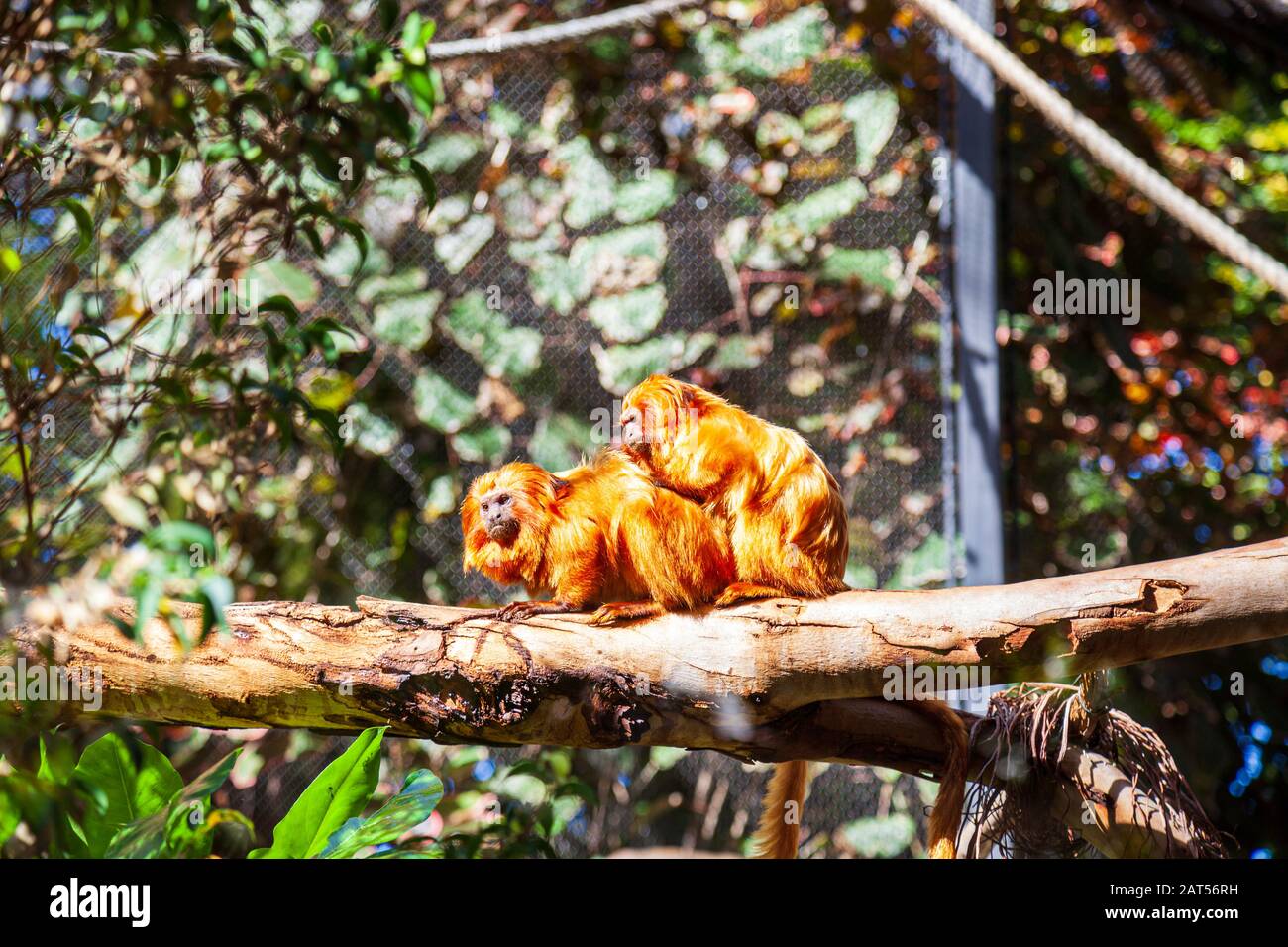 Enceinte Golden Lion Tamarin au loro parque tenerife Banque D'Images