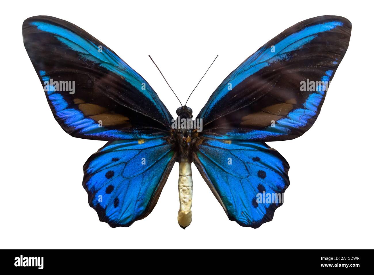 Papillon bleu classique isolé sur fond blanc Banque D'Images