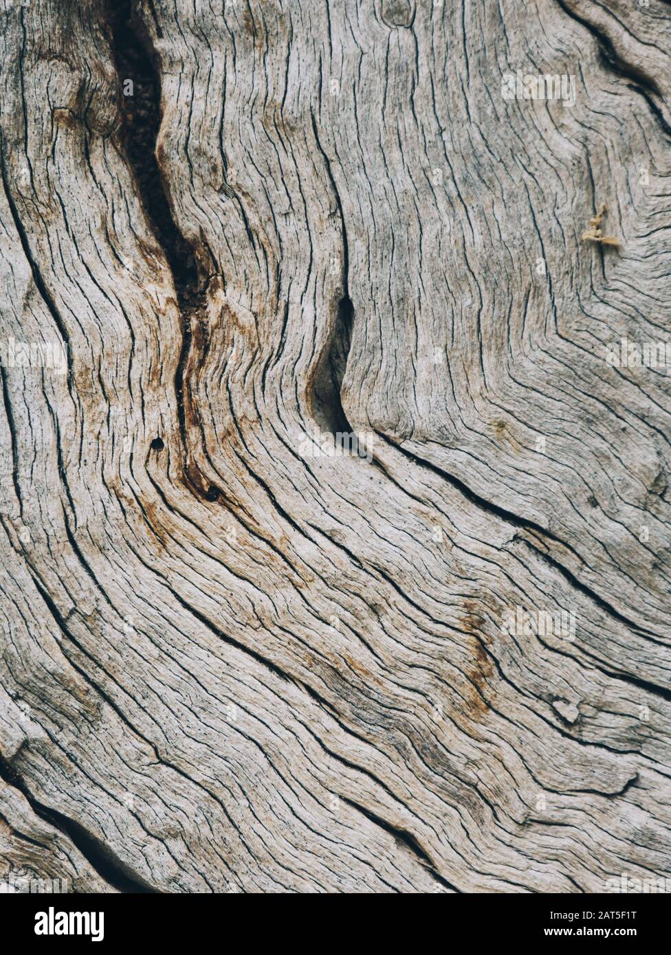 Gros plan d'une écorce d'oliviers un effet abstrait de la texture Banque D'Images