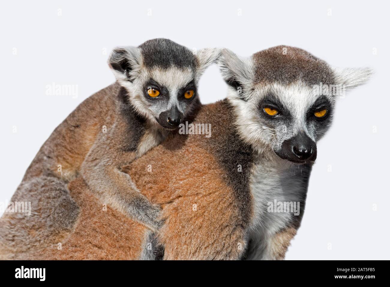 Cimule à queue rodée (Lemur catta) femelle avec jeune sur son dos sur fond blanc Banque D'Images
