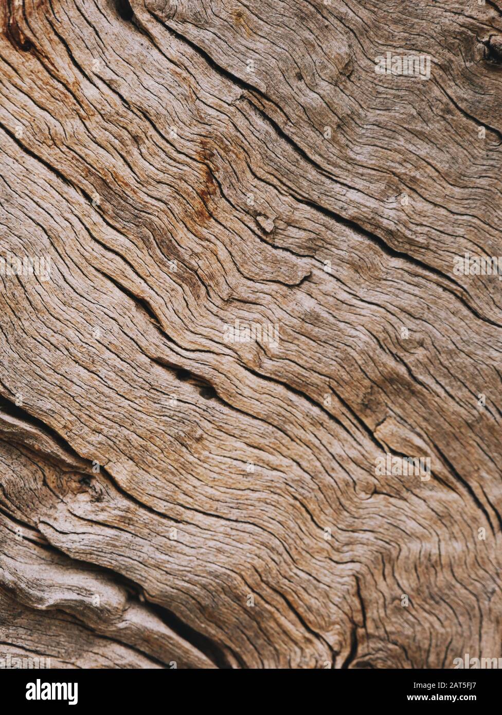 Gros plan d'une écorce d'oliviers un effet abstrait de la texture Banque D'Images