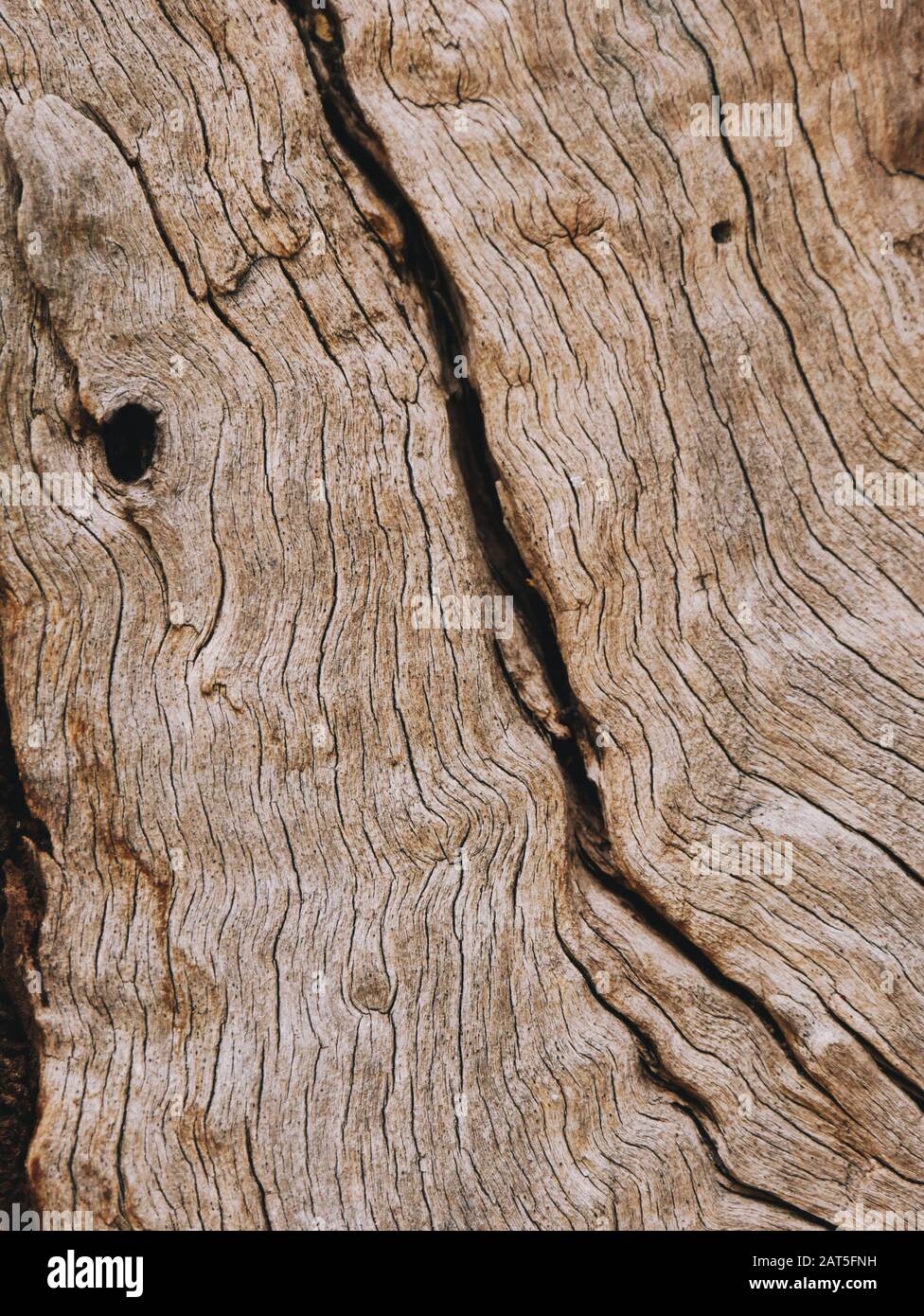 Gros plan d'une écorce d'oliviers un effet abstrait de la texture Banque D'Images