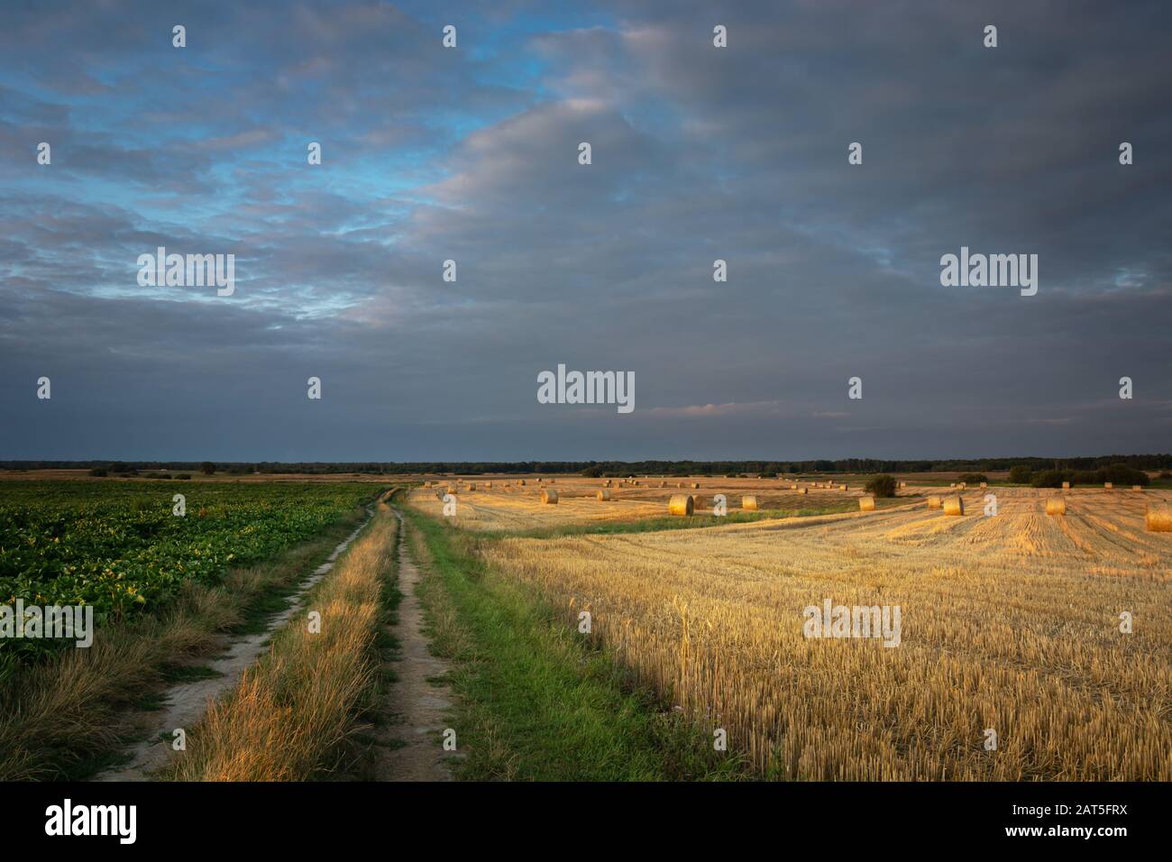 Une route de terre à travers les champs et les nuages au ciel Banque D'Images