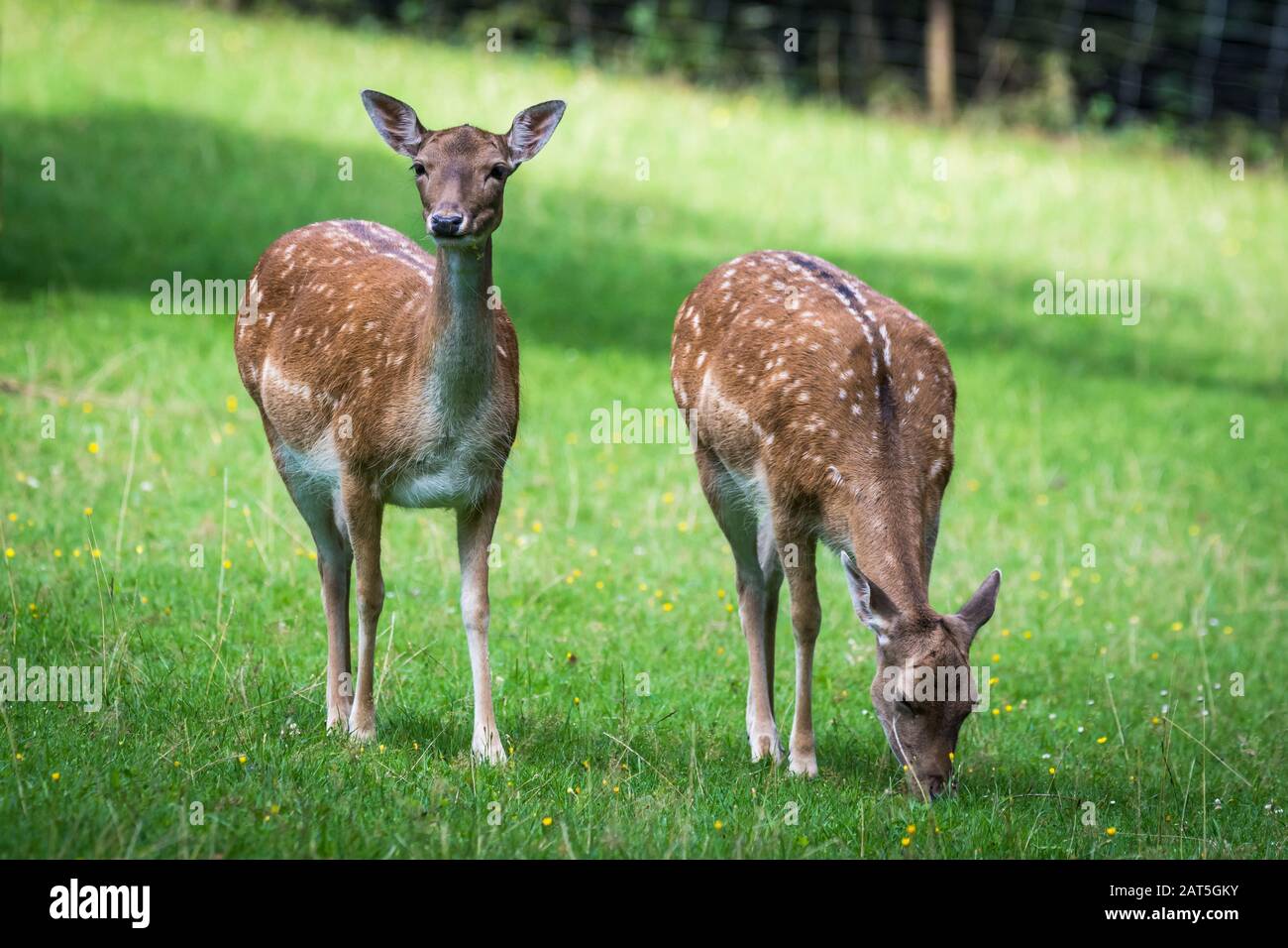 Flow Deer Femelles (Dama dama) à Meadow Banque D'Images