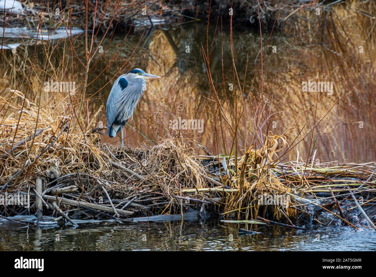 Great Blue Heron (Ardea herodias) reposant sur le barrage Beaver le long de East Plum Creek, Castle Rock Colorado USA. Photo prise en décembre. Banque D'Images