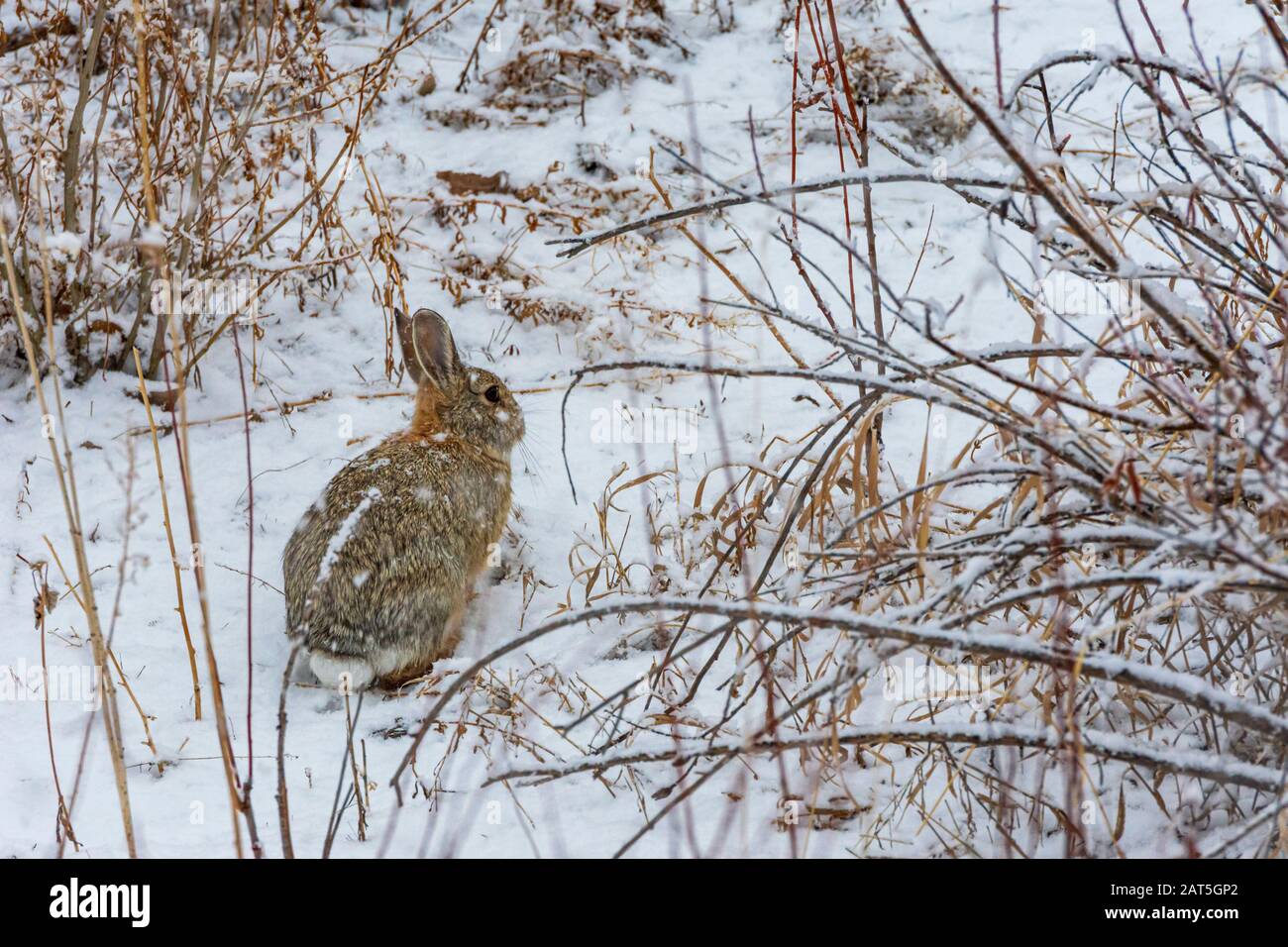 Mountain ou Nuttall's Cottontail lapin (Sylvilagus nuttalli) dans la neige d'hiver, Castle Rock Colorado USA. Photo prise en janvier. Banque D'Images Mountain ou Nuttall's Cottontail lapin (Sylvilagus nuttalli) dans la neige d'hiver, Castle Rock Colorado USA. Photo prise en janvier. Banque D'Images