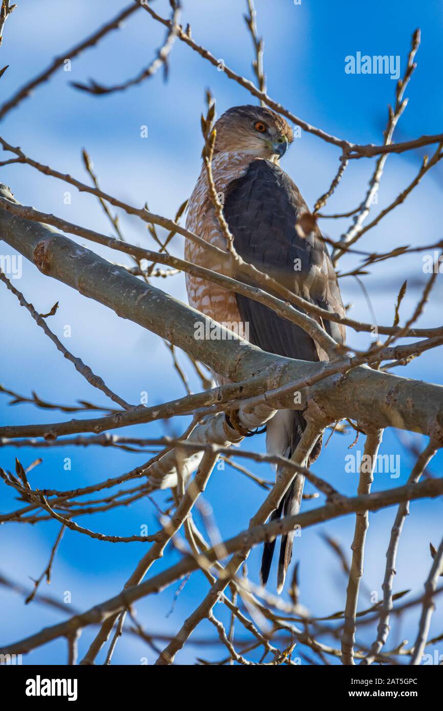 Buse à éperon (Accippiter striatus) assise dans le arbre des plaines du Cottonwood, Castle Rock Colorado, États-Unis. Photo prise en décembre. Banque D'Images