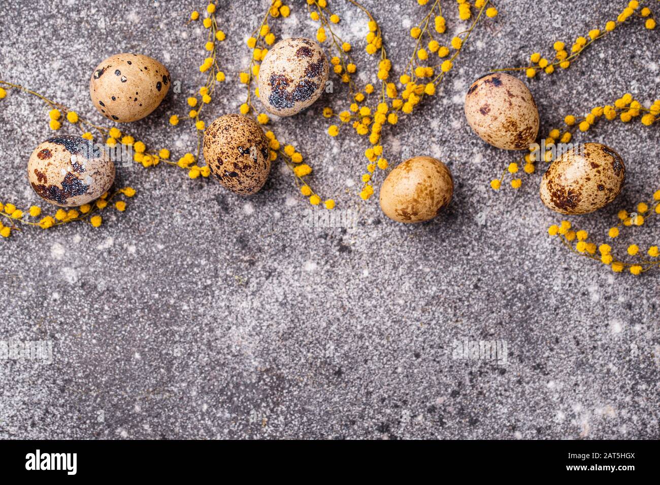 Œufs de caille et fleurs mimosa Banque D'Images