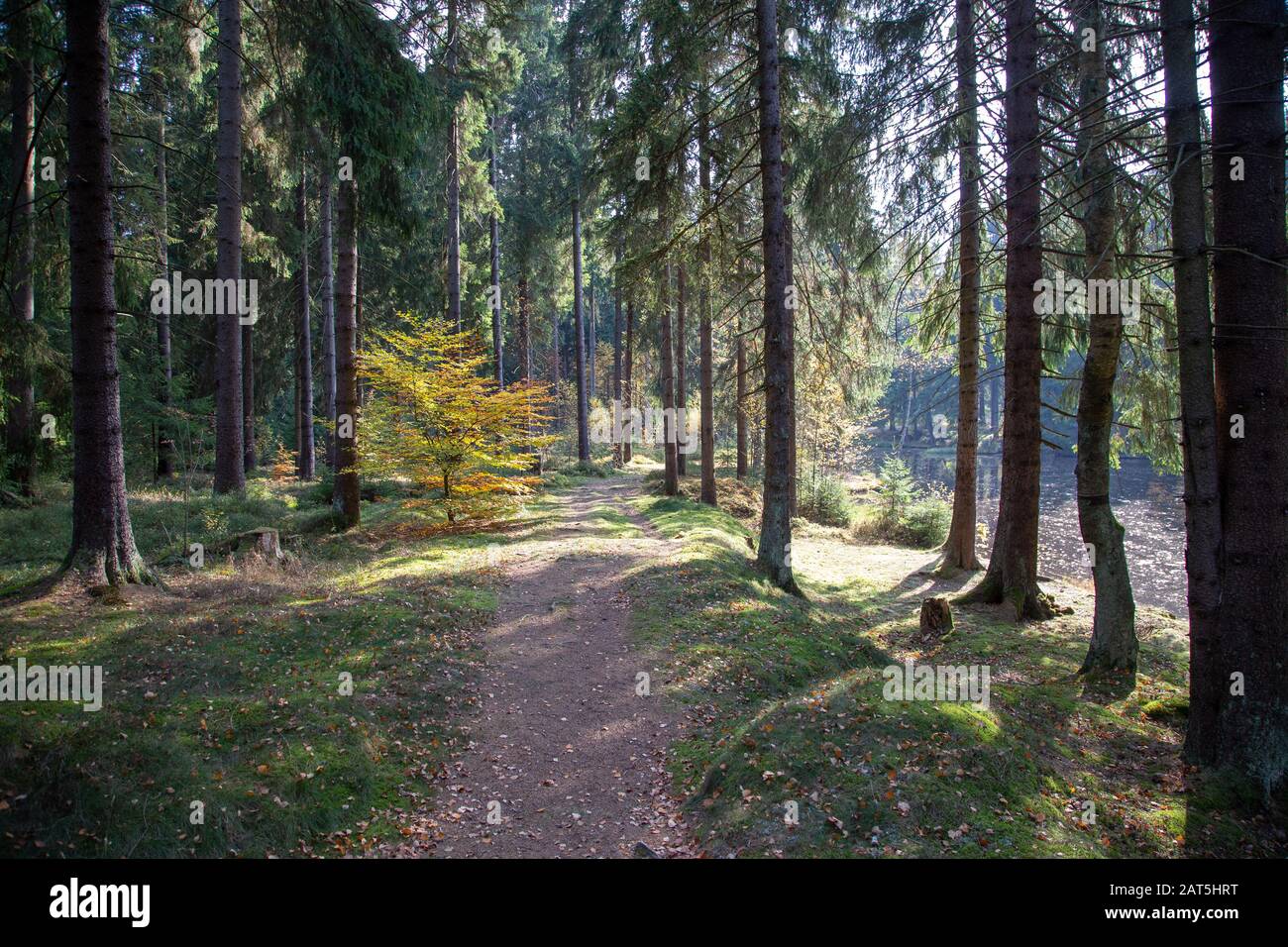 un sentier forestier avec de nombreuses racines en automne, un jour ensoleillé Banque D'Images