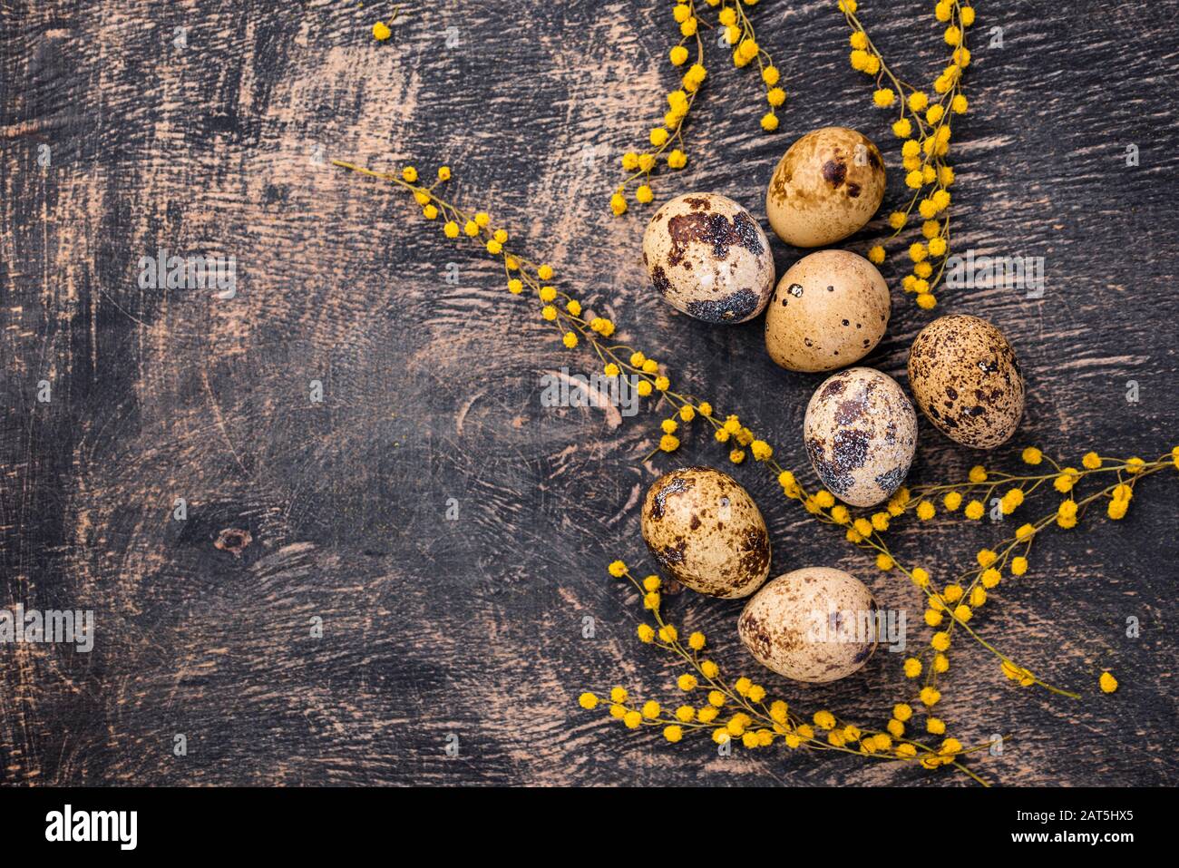 Œufs de caille et fleurs mimosa Banque D'Images