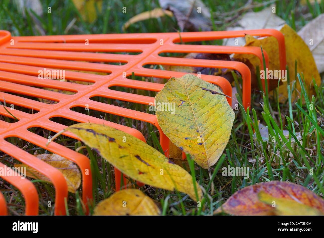 Gros plan sur les feuilles et le râteau. Travaux de nettoyage d'automne. Banque D'Images
