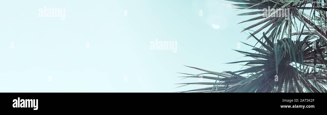 Branches de palmier sous le ciel de lumière du soleil tonifiée dans la couleur de menthe néo de l'année 2020. Fond végétal avec soleil brillant et espace de copie. large bande longue Banque D'Images