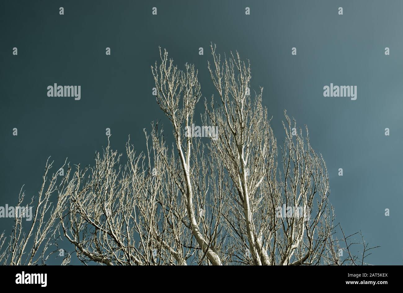 Haut d'un arbre mort blanchi par le soleil de Provence, France Banque D'Images