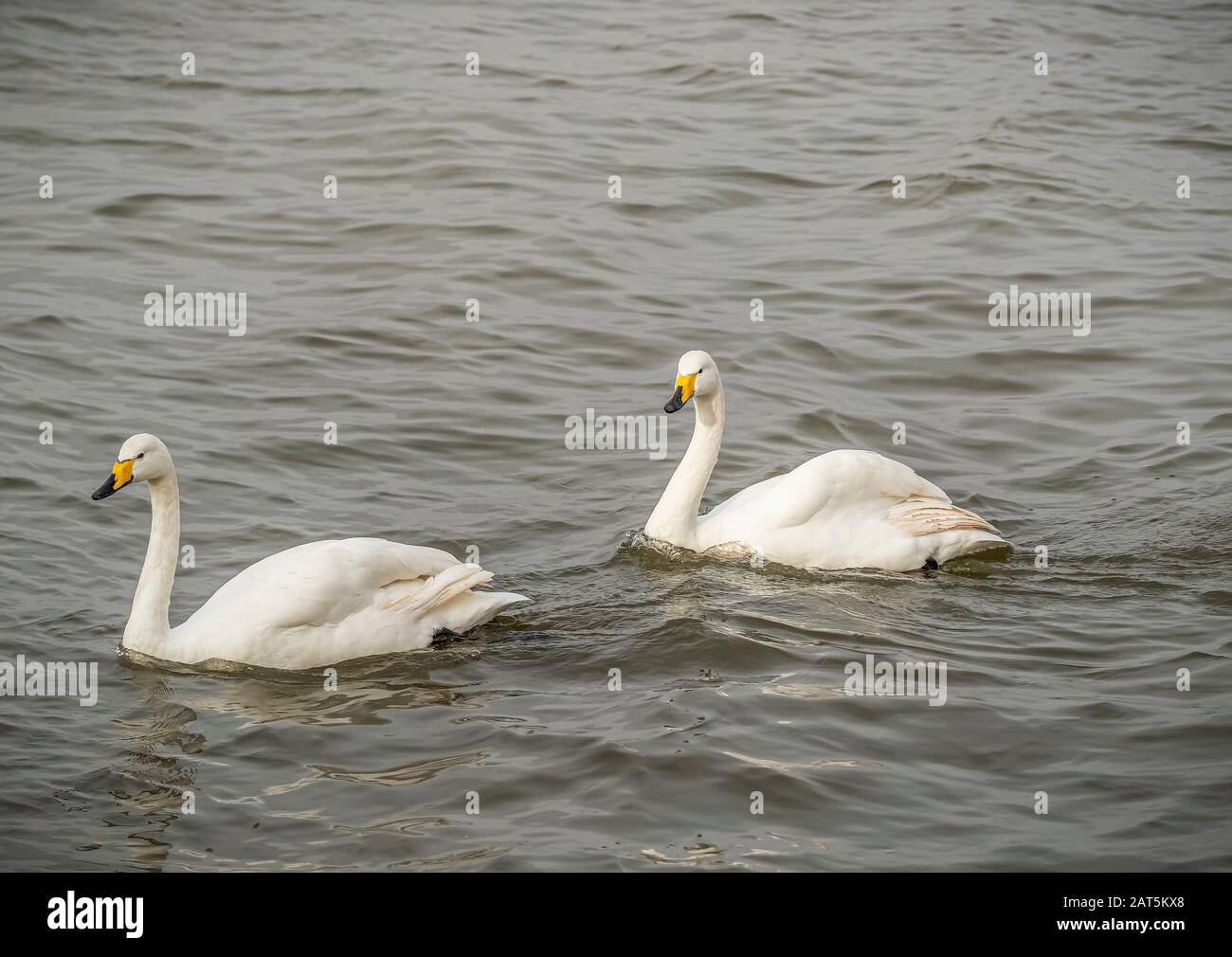 Deux cygnes chanteurs Natation Banque D'Images