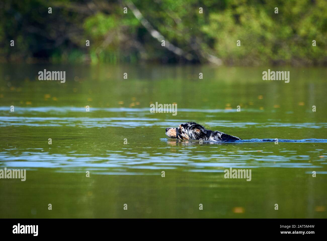 Chien Jouant À La Fetch Dans Le Lac Banque D'Images