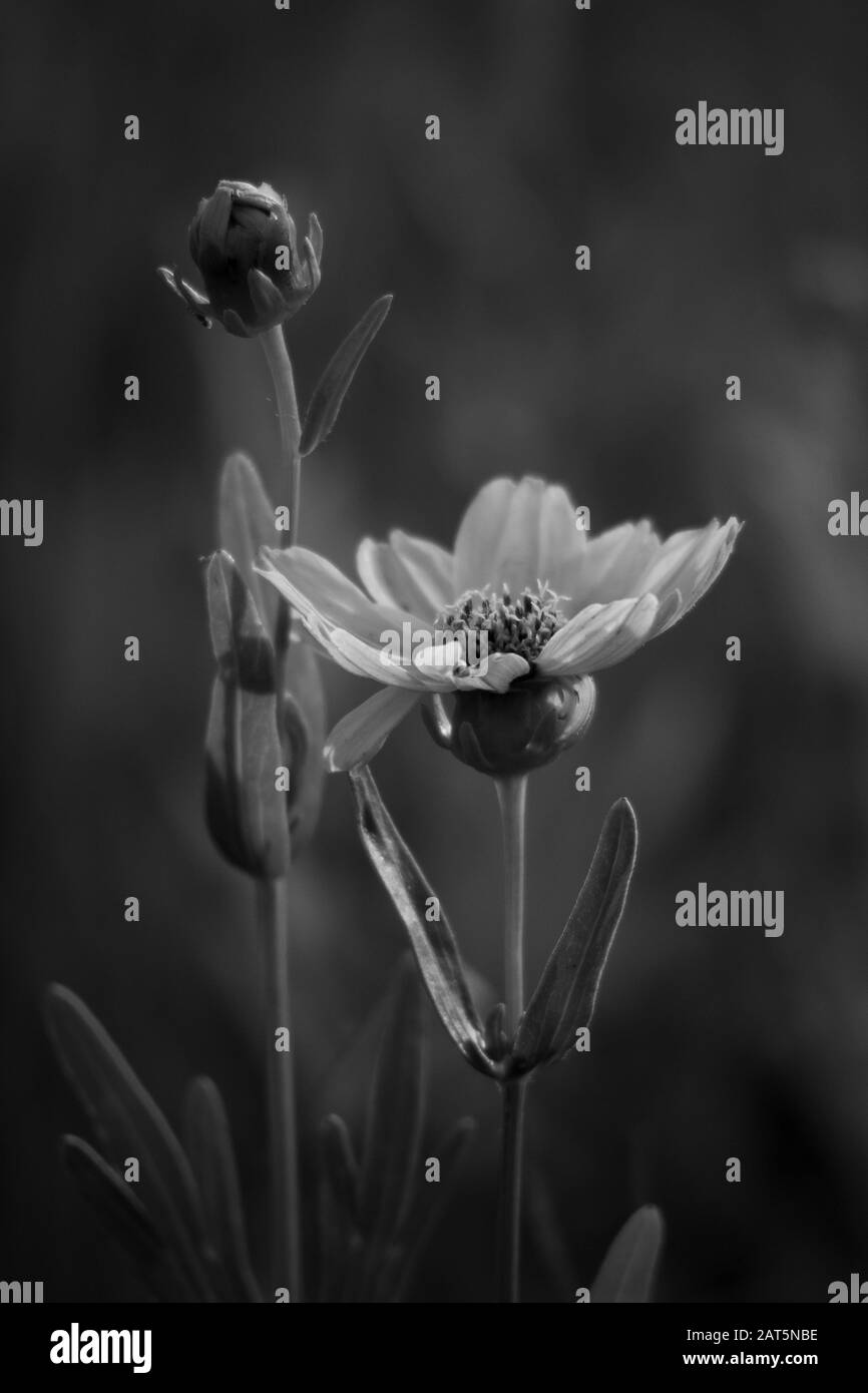 Fleurs sauvages en noir et blanc Banque D'Images