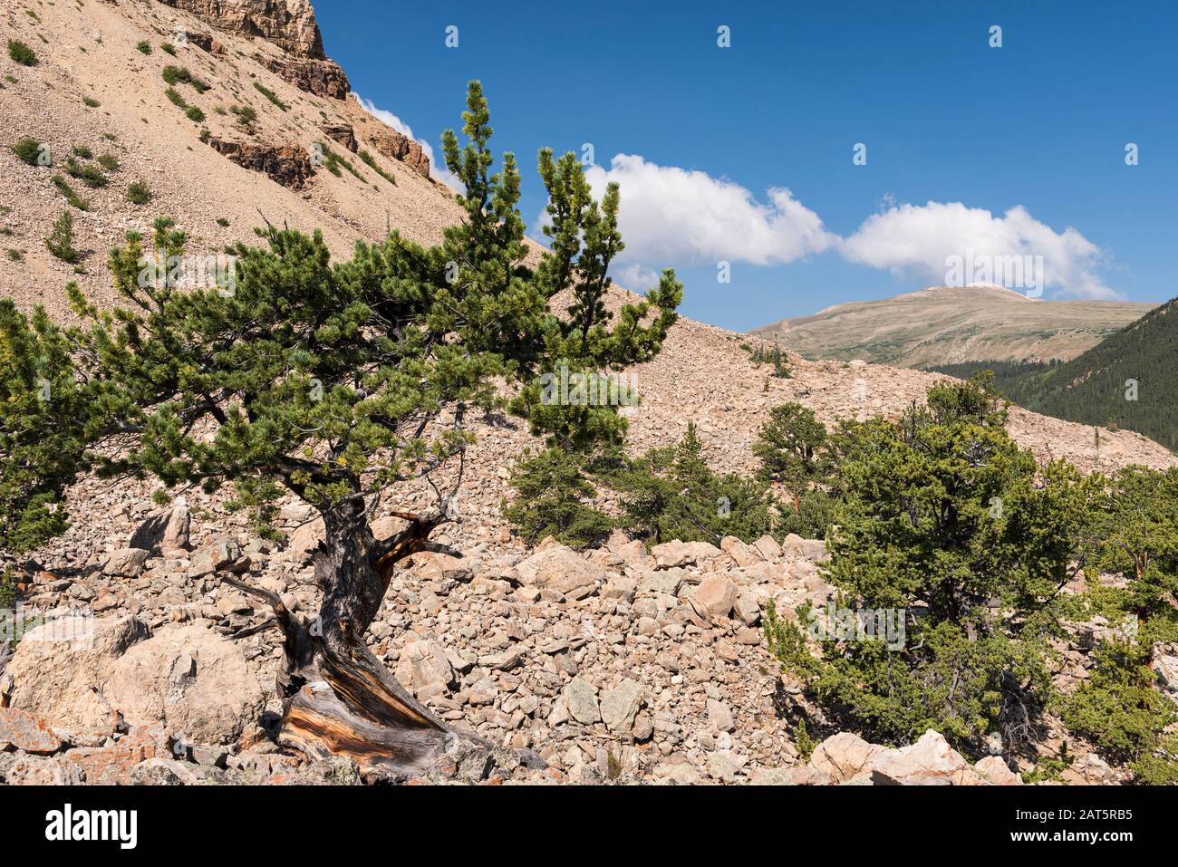 Patrimoine National Du Parc Du Sud Avec Pins De Limber Anciens Et Pins De Bristle Cone. Situé Dans La Forêt Nationale De Pike, Colorado. Banque D'Images