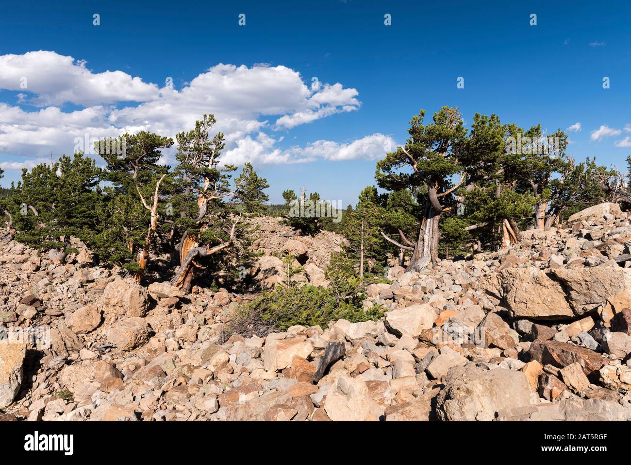 Patrimoine National Du Parc Du Sud Avec Pins De Limber Anciens Et Pins De Bristle Cone. Situé Dans La Forêt Nationale De Pike, Colorado. Banque D'Images