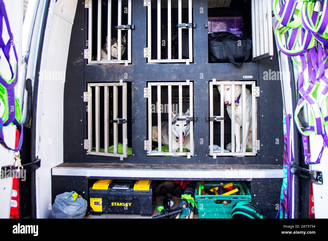 Les Huskies reposent dans leur cage après la course. Ils sont heureux et se sentent à l'aise à l'arrière d'une fourgonnette. Leurs faisceaux pendent sur le côté de la porte. Banque D'Images