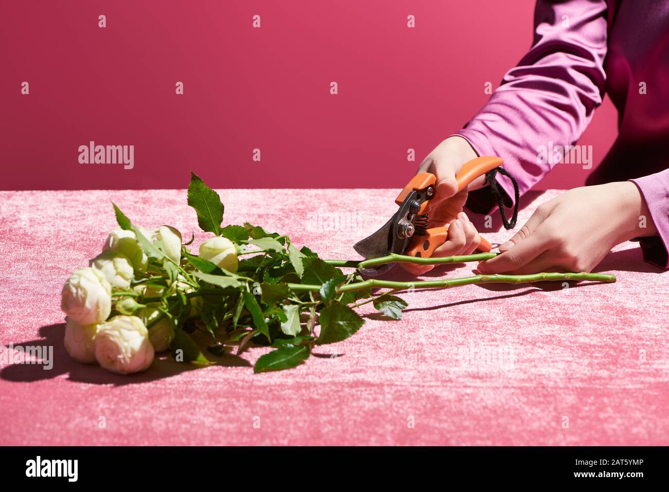 vue rognée de la femme élaçant des roses sur un tissu velour isolé sur le concept rose, amies Banque D'Images