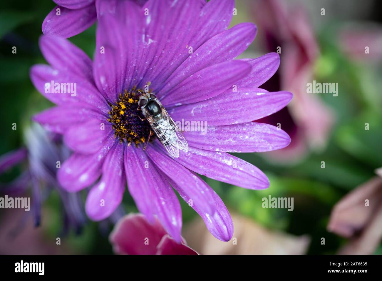 Gros plan de l'abeille Collectant Du Pollen d'un Daisy pourpre Banque D'Images