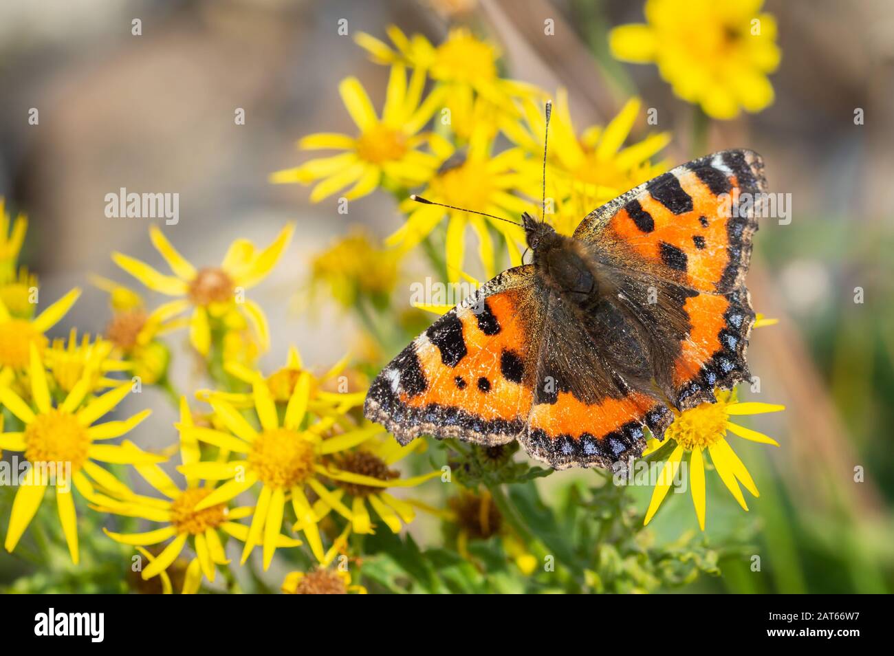 Petit papillon Tortoiseshell sur la plante Ragwort Banque D'Images