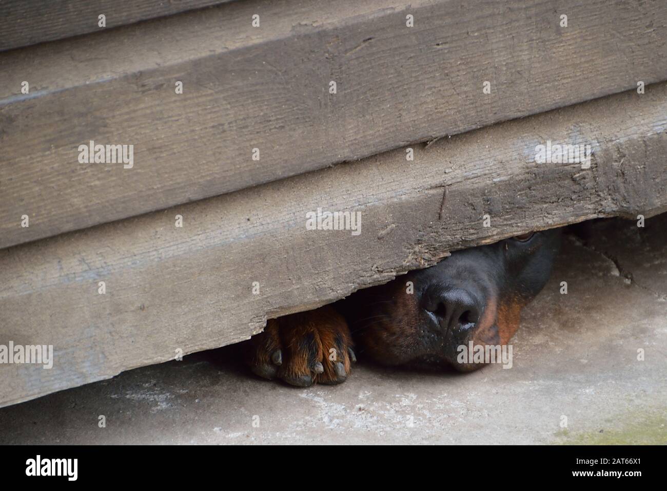 curieux chien se moque de son nez sous une clôture en bois Banque D'Images