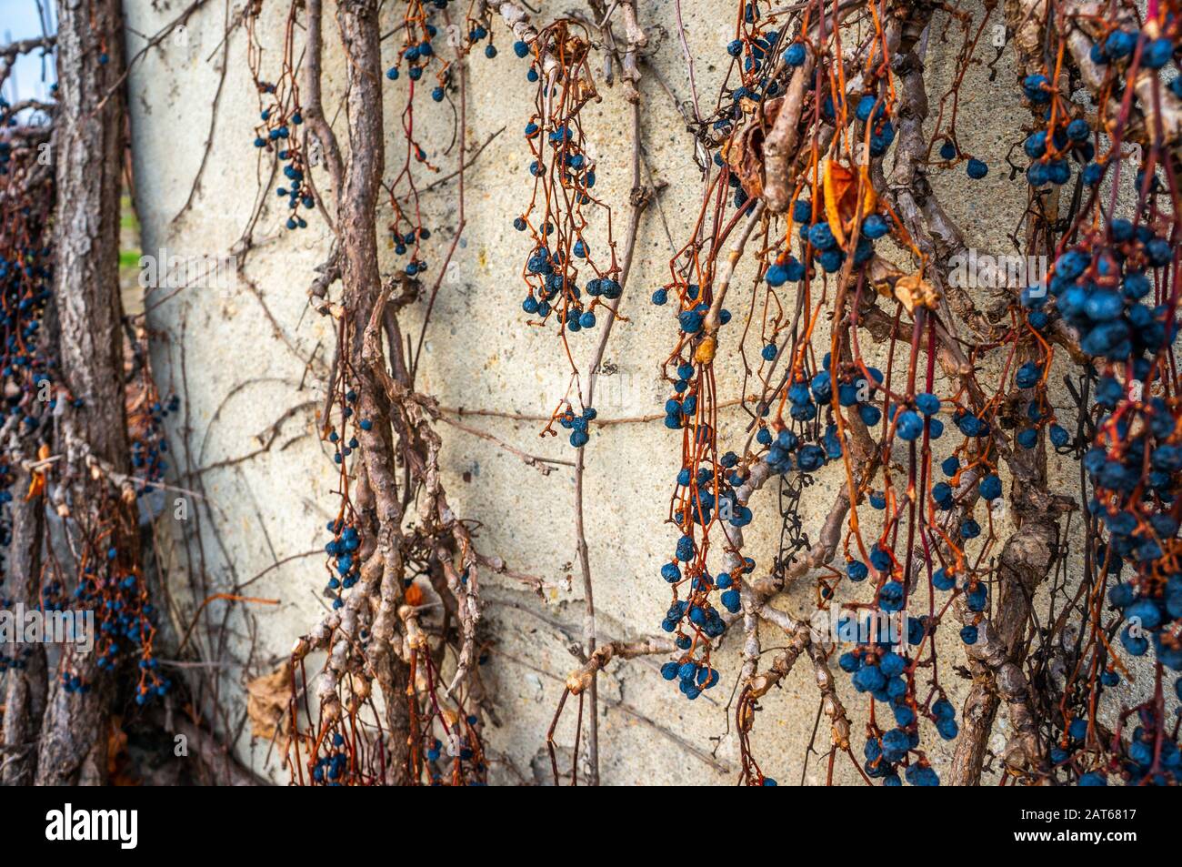 Baies ou raisins secs bleu vif qui poussent sur des vignes grimpant sur des branches sur un fond de mur en béton Banque D'Images