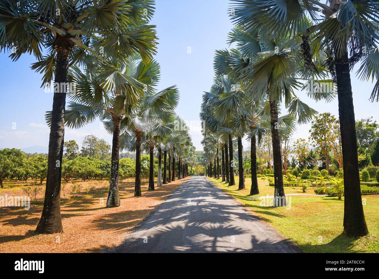 Passerelle avec palmier dans la route/l'été tropical et palmiers décorent le jardin et la feuille verte Banque D'Images