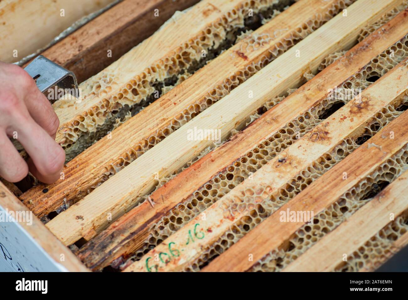 Le apiculteur pousse les cadres avec les abeilles à miel dans la ruche. Foyer sélectif. Mise au point douce Banque D'Images