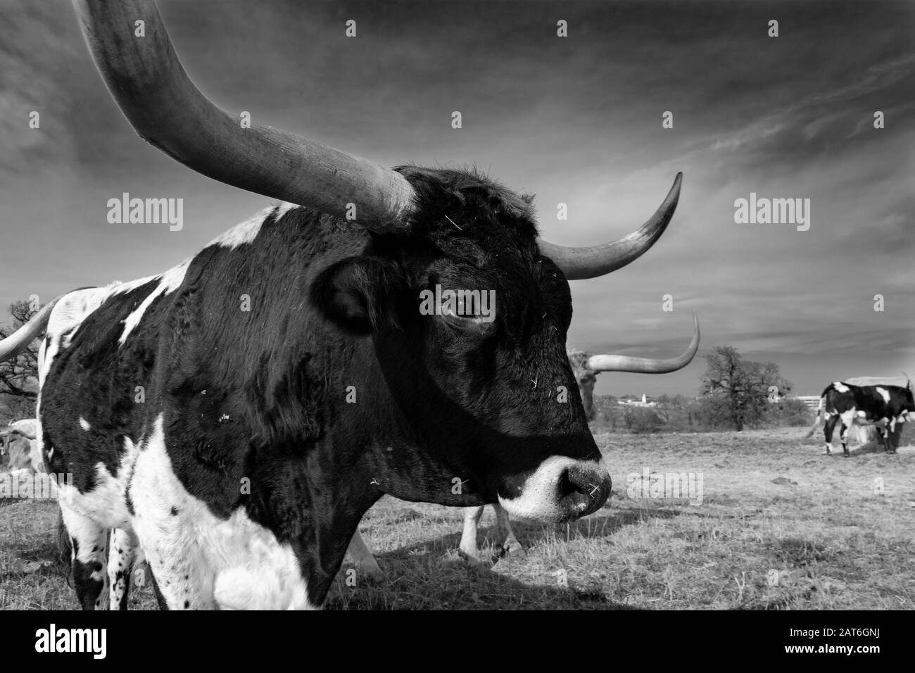 Closeup monochrome et profil de la tête, du visage, et des cornes d'un grand taureau, noir et blanc, Longhorn debout dans un pâturage avec d'autres bovins dans son Banque D'Images
