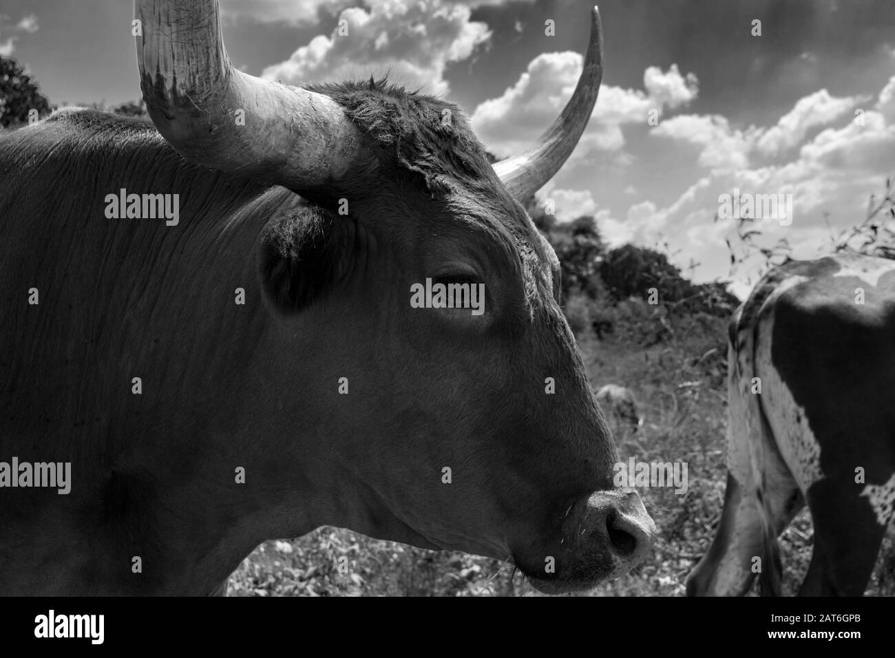 Profil de gros plan d'un taureau de Longhorn avec de longues cornes incurvées debout avec d'autres bovins dans son troupeau dans un pâturage de ranch surcultivé avec des mauvaises herbes et un certain arbre Banque D'Images