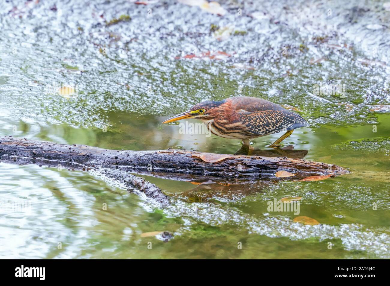 La chasse aux hérons verts juvéniles (Butorides virescens) dans le marais Beaver. Parc National De La Vallée De Cuyahoga. Ohio. ÉTATS-UNIS Banque D'Images