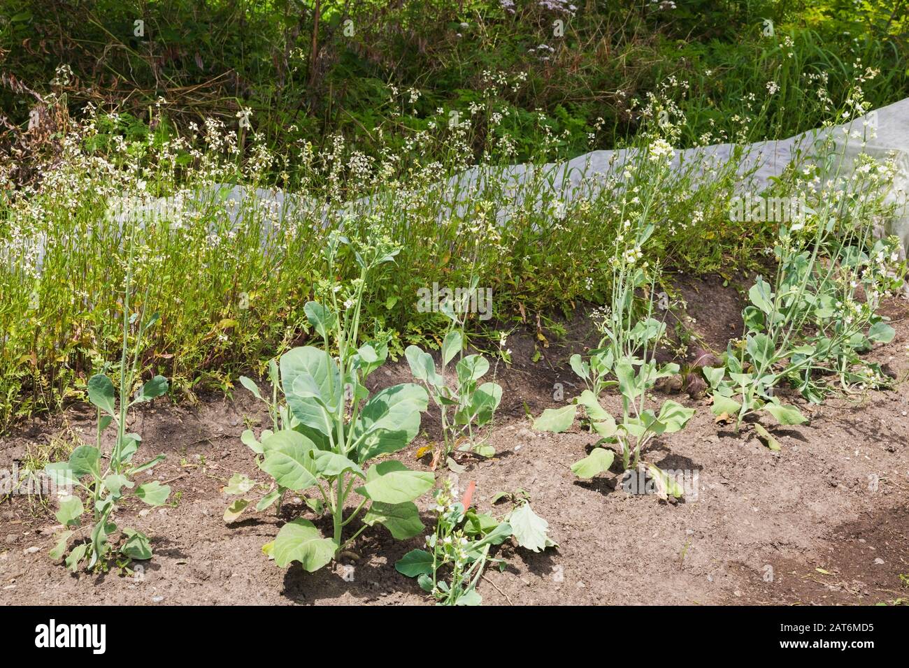 Rangées de légumes verts comestibles avec une rangée couverte avec tissu flottant pour protéger contre les insectes dans la cour organique potager Banque D'Images