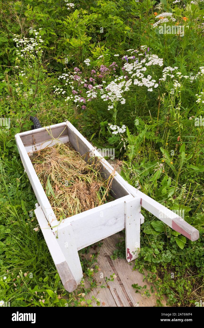 Brouette blanche remplie de mauvaises herbes pour le compostage, plus Achillea millefolium blanc - Arrow, Origanum vulgare hirtum - herbe grecque pourpre d'origan Banque D'Images