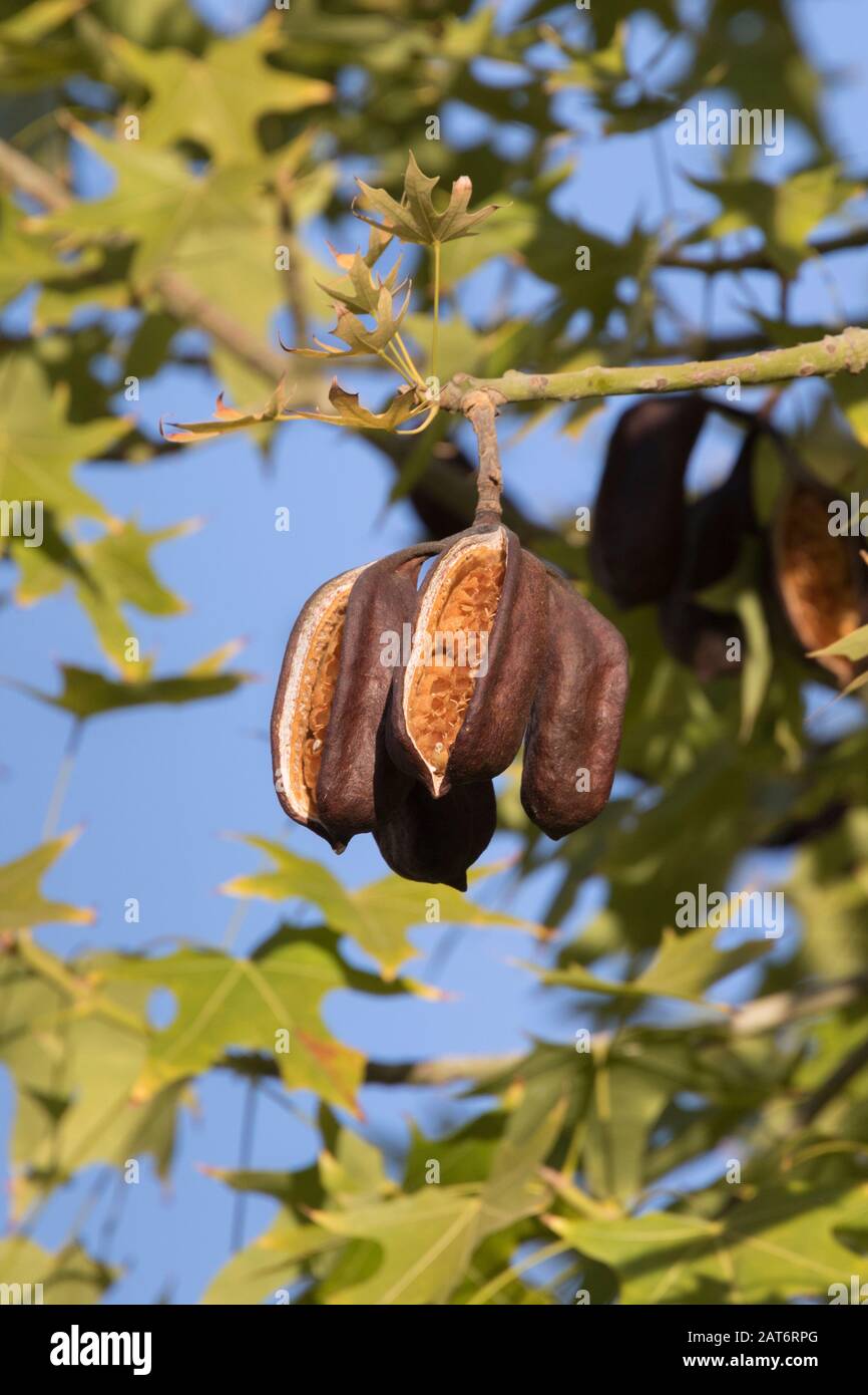 Gousses d'arbre de Lacebark (discolor de Brachychiton) Banque D'Images