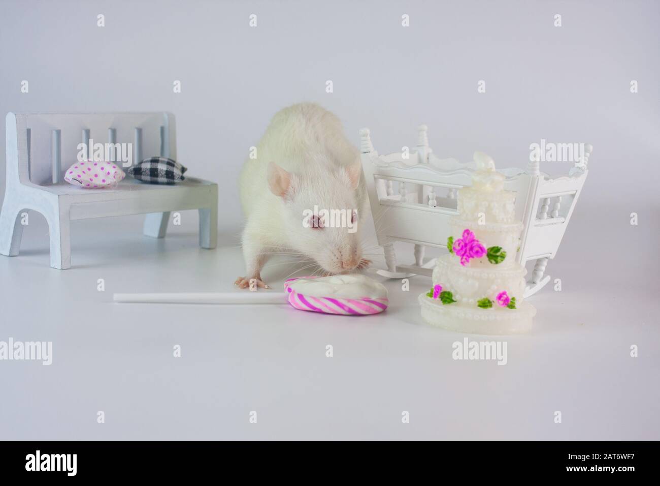 Le Rat Blanc Mange Sucre Sur Un Fond Blanc Lit Bebe Derriere Maman Est Un Rat Symbole Du Calendrier Chinois Photo Stock Alamy
