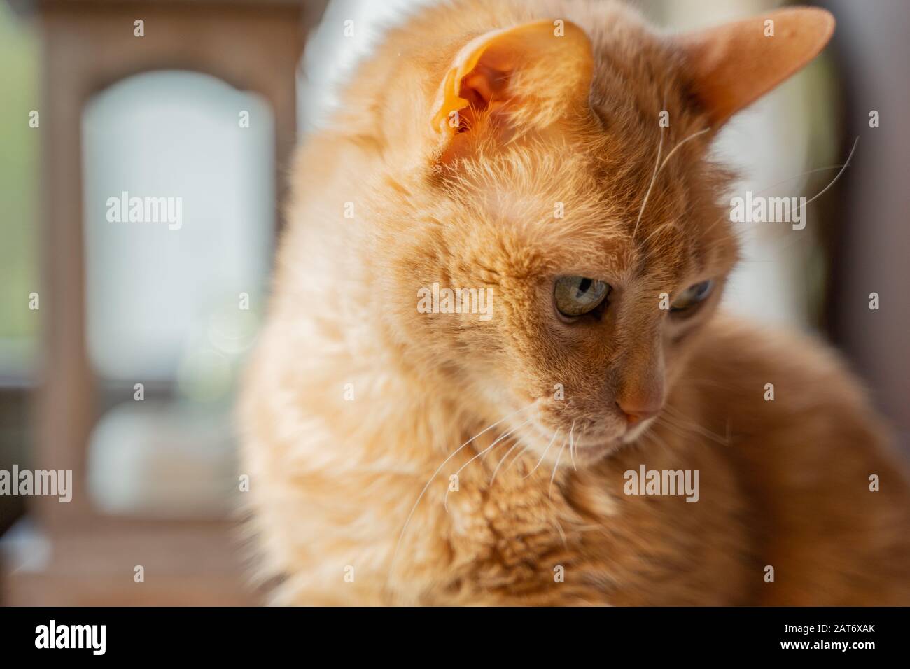 Adorable, doux, drôle et timide chat regardant les environs Banque D'Images
