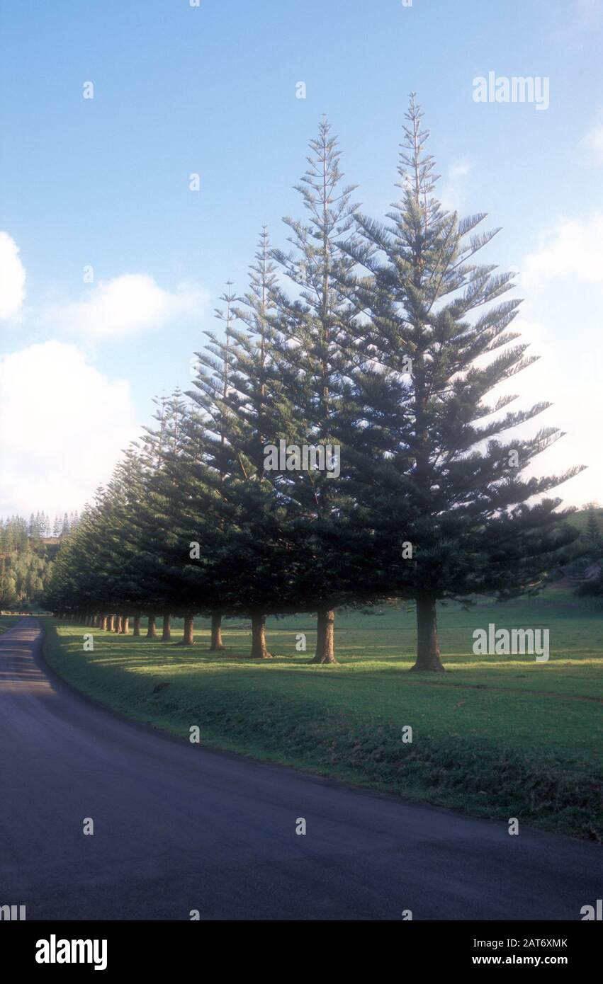 PINS DE L'ÎLE NORFOLK (ARAUCARIA HETEROPHYLLA) AUX CÔTÉS DE LA CHAUSSÉE, ÎLE NORFOLK, NOUVELLE-GALLES DU SUD, AUSTRALIE Banque D'Images