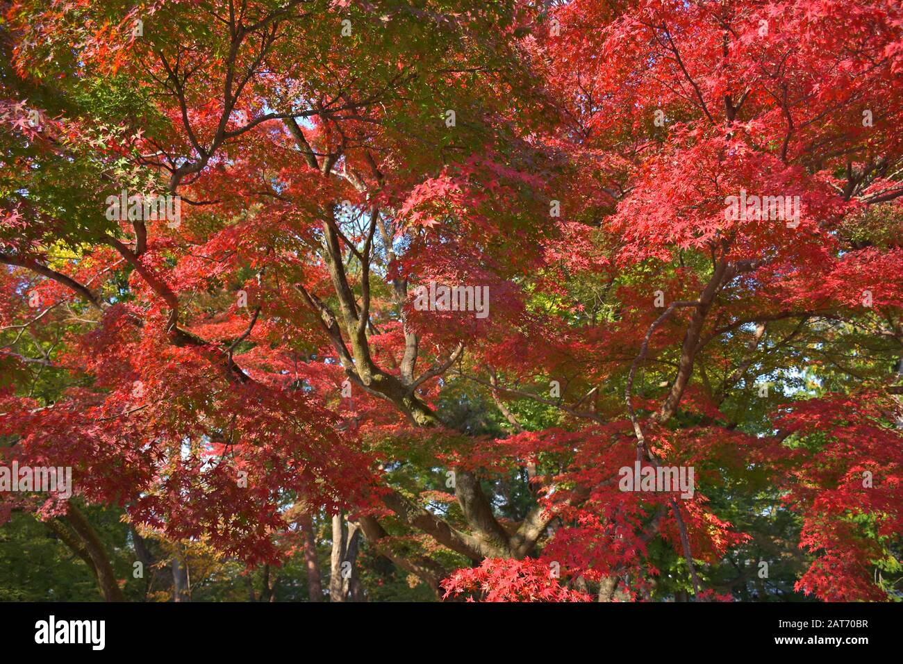 Beau paysage de jardin avec des érables multicolores spectaculaires autour de lui à Nanzen-ji. Banque D'Images