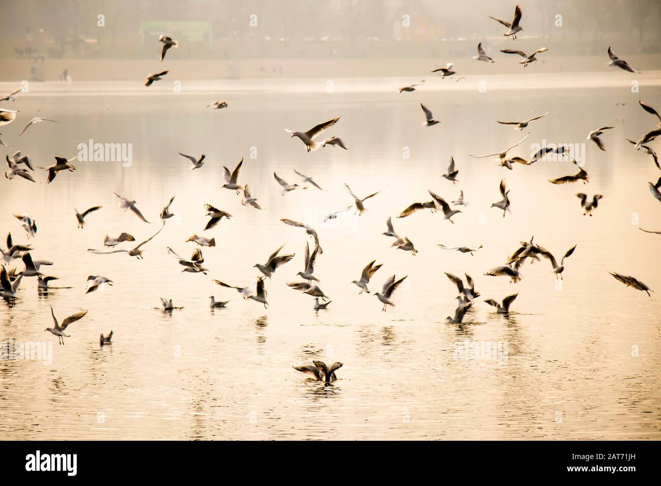Troupeau de mouettes volantes et nourrissant au-dessus de l'eau de rivière au coucher du soleil contraste élevé Banque D'Images